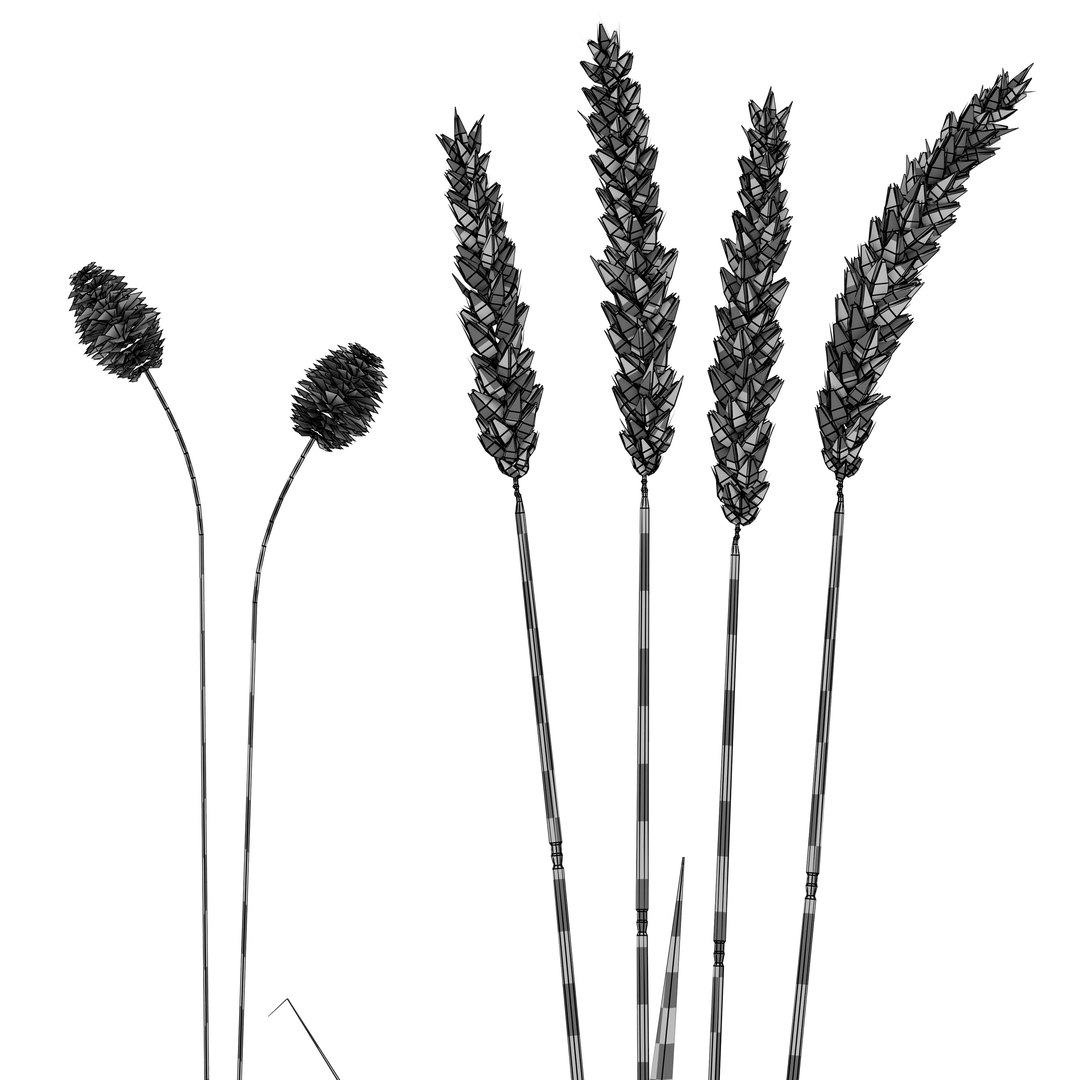 3D Set - Wheat https://p.turbosquid.com/ts-thumb/U7/96pVkA/ji/g/jpg/1666093808/1920x1080/fit_q87/1b9f6839d22154a25256b916a28c51fc88ba180c/g.jpg