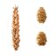 Set - Wheat