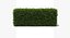 Boxwood Hedge
