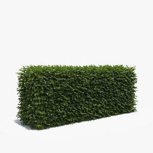 Boxwood Hedge