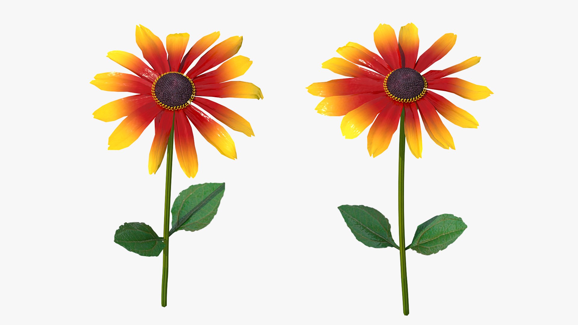 Black Eyed Susan Rudbeckia Hirta Flower Orange 3D model preview