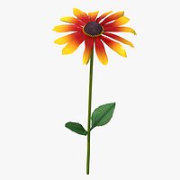 Black Eyed Susan Rudbeckia Hirta Flower Orange