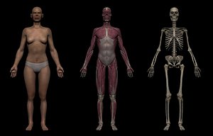 Realistic Female Basemesh Collection