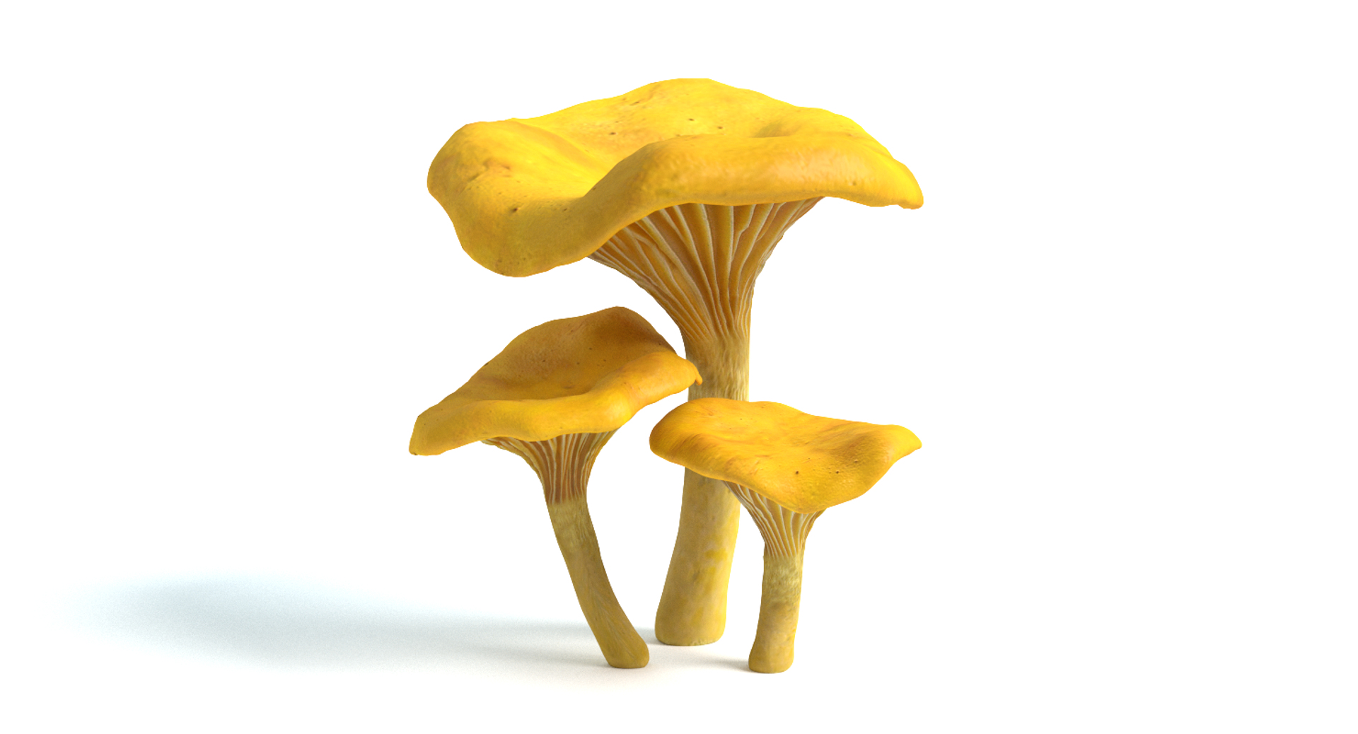set mushrooms 3d model https://p.turbosquid.com/ts-thumb/U7/WeWFbR/MNIHLYOG/images/png/1432666451/1920x1080/turn_fit_q99/e0089fb0467f782b26698f41d5d5aaaf53483b71/images-1.jpg