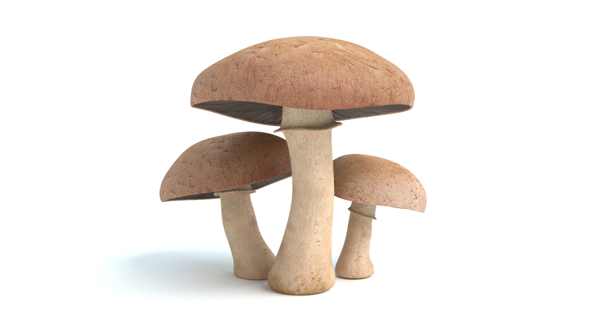 set mushrooms 3d model https://p.turbosquid.com/ts-thumb/U7/WeWFbR/Qf8iWs6V/images/png/1432666230/1920x1080/turn_fit_q99/7866485b34e7a8a0cea01ba728940bae5750fb0e/images-1.jpg