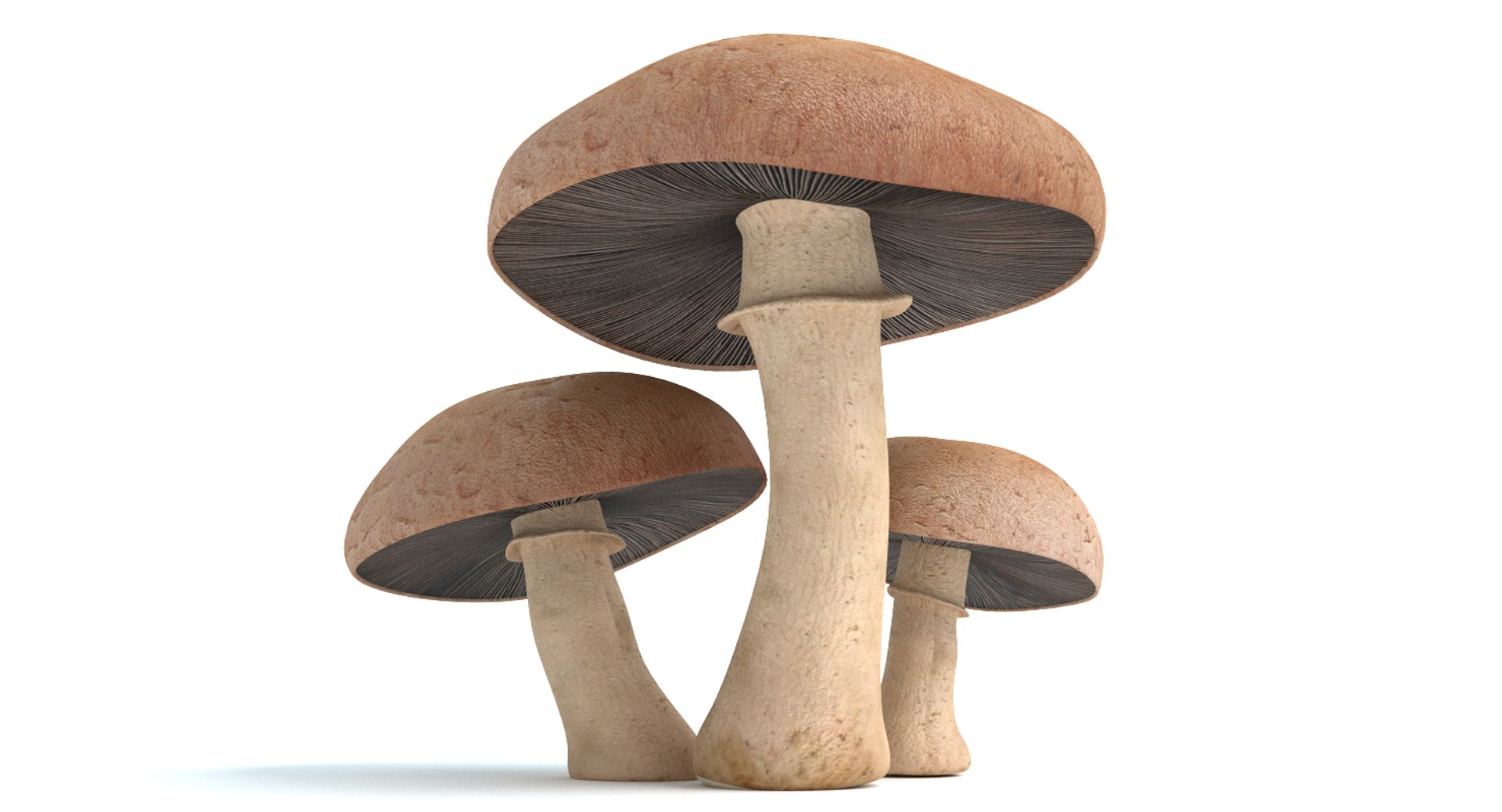 set mushrooms 3d model https://p.turbosquid.com/ts-thumb/U7/WeWFbR/WeMd1Mpp/thumbnail_2/png/1432666124/1920x1080/fit_q87/790cde787f0787046b51dfc70f44ce0f26951daf/thumbnail_2.jpg