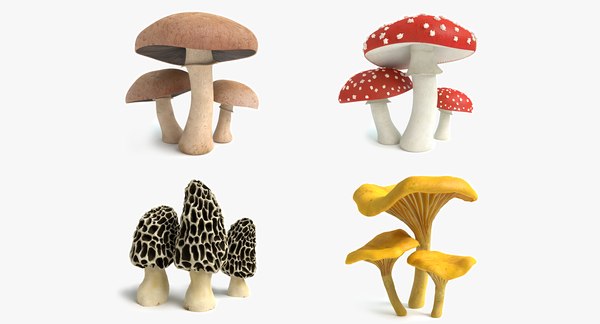Fichier STL sculpture naturaliste champignons morille 🗿・Plan imprimable en  3D à télécharger・Cults
