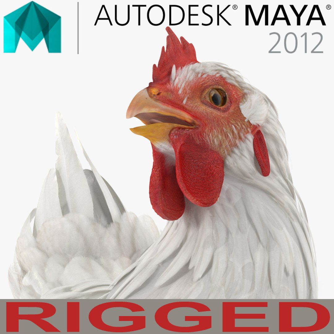 White Chicken Rigged for Maya 3D model preview