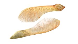 Dry maple seeds 3D