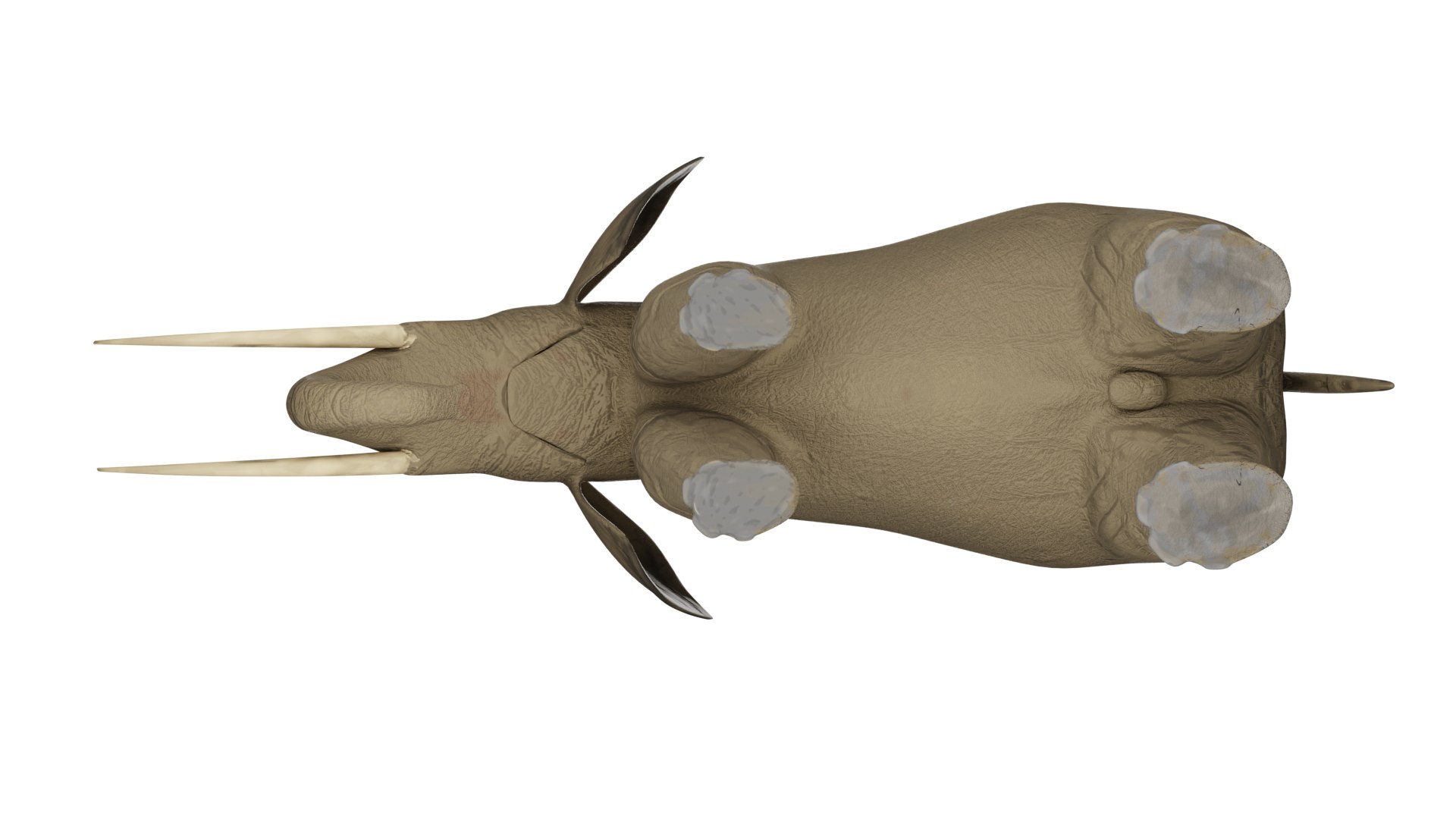 Elephant 3D Model Rigged and Animated model https://p.turbosquid.com/ts-thumb/U7/ezacKN/4q/elephant6/png/1730511814/1920x1080/fit_q87/0cd7718b5a2392cb4e84f01f3946378bca8c3b1d/elephant6.jpg
