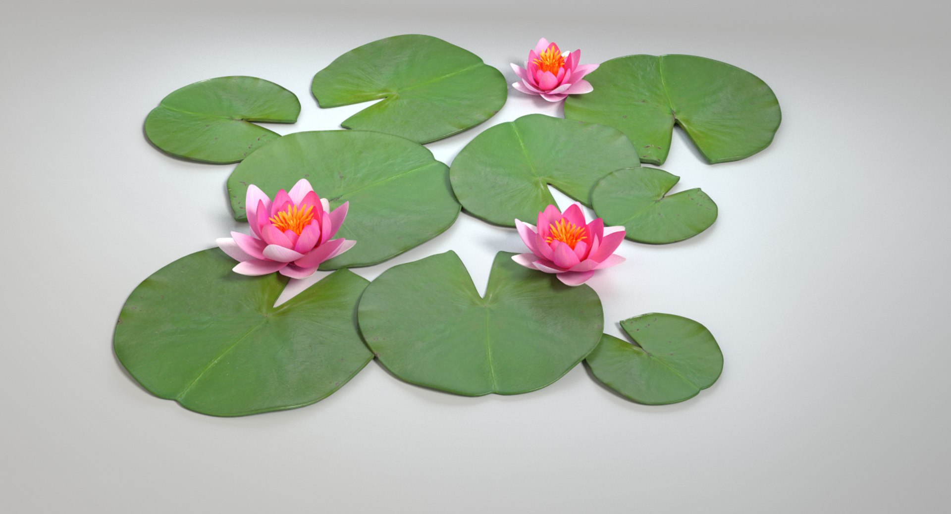 3d model water lily https://p.turbosquid.com/ts-thumb/U7/gFHOB4/4ZKrNFji/images0028/png/1461020658/1920x1080/fit_q87/705d9ffda11544a7580946485bdef7ee762206af/images0028.jpg