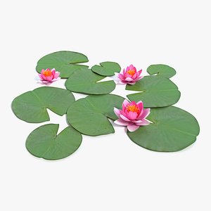 Water Lily