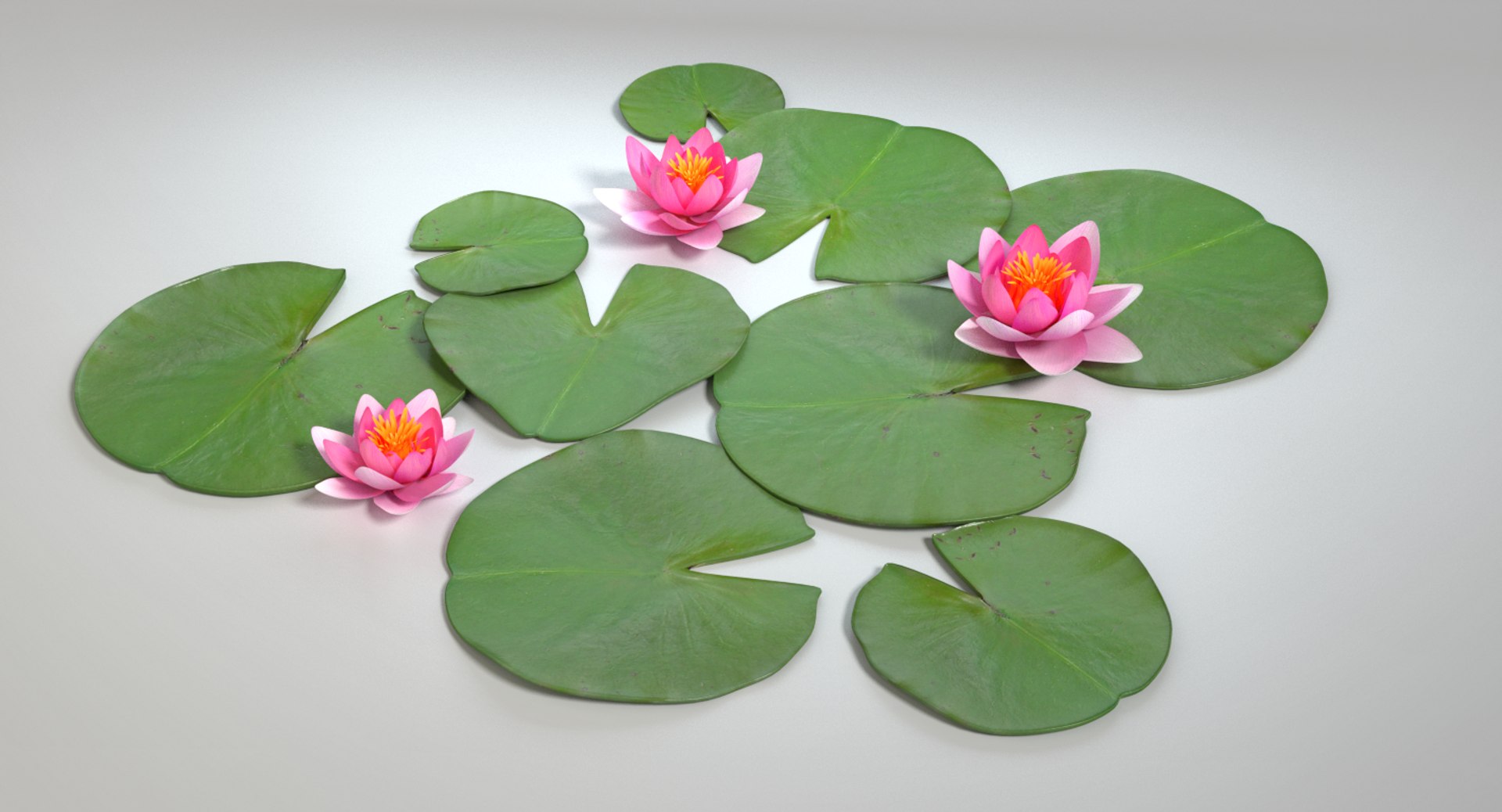 3d model water lily https://p.turbosquid.com/ts-thumb/U7/gFHOB4/Inrj7pon/images0007/png/1461020658/1920x1080/fit_q87/a38b17bf36d40e29c94e8e3ba5c2d20a69ded7c5/images0007.jpg