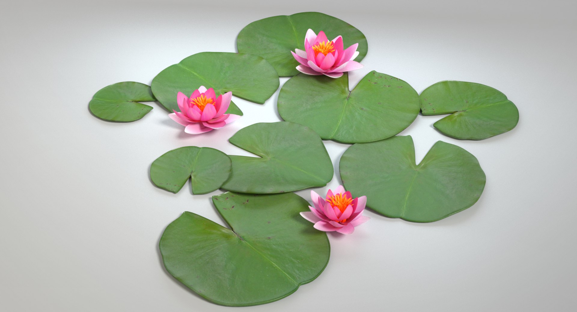 3d model water lily https://p.turbosquid.com/ts-thumb/U7/gFHOB4/kyRNkUjf/images0014/png/1461020658/1920x1080/fit_q87/5110e5265ff692988afc7b824f8a9d08e5830fbc/images0014.jpg