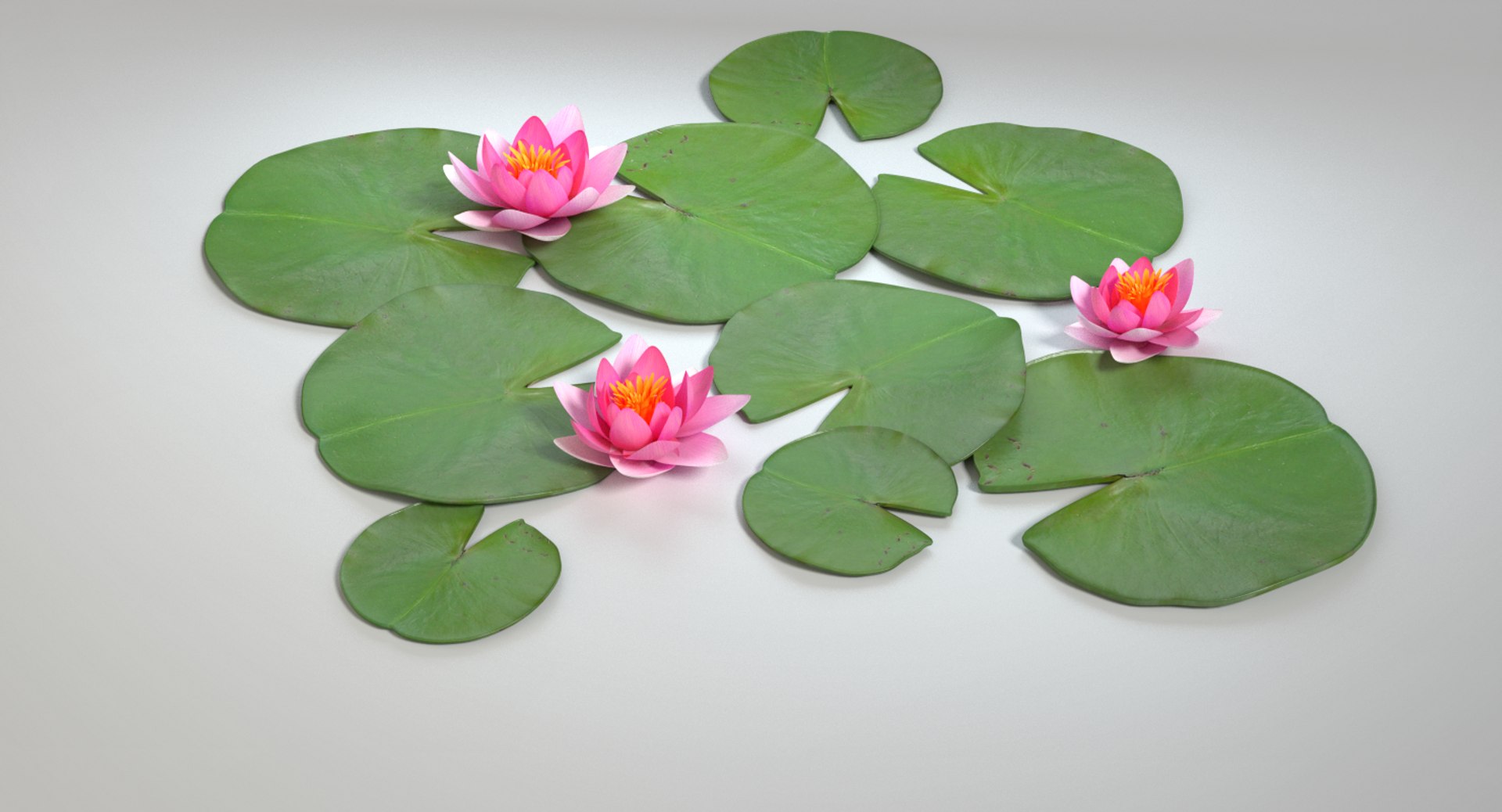 3d model water lily https://p.turbosquid.com/ts-thumb/U7/gFHOB4/mcC1nSn7/images0021/png/1461020658/1920x1080/fit_q87/8d6437859dbf036866a946b93b4bb055ac8e687e/images0021.jpg