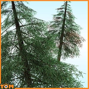 conifers low-poly pine trees blend