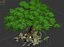 Forgetful Forest - Big Banyan Tree 33
