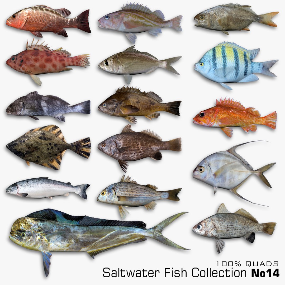 Saltwater Fish Collection 14 3D Model - TurboSquid 1836997