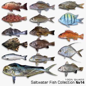Saltwater Fish Collection 14 3D model
