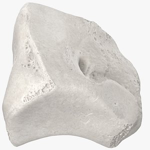 Real Cuneiform Bone Lateral 01 White