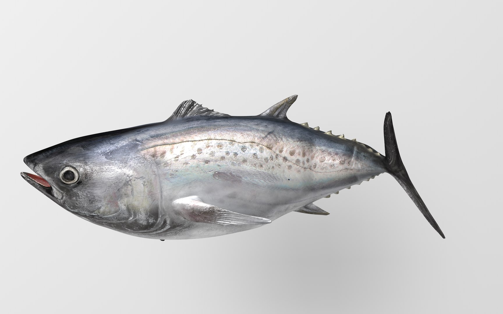 TUNA FISH Rigged  L1892 3D https://p.turbosquid.com/ts-thumb/U8/A9Wk3H/IA/07_i10_0065/png/1671565143/1920x1080/fit_q87/74f4e543e0b308caab0ce632b8a9fe79f917af81/07_i10_0065.jpg