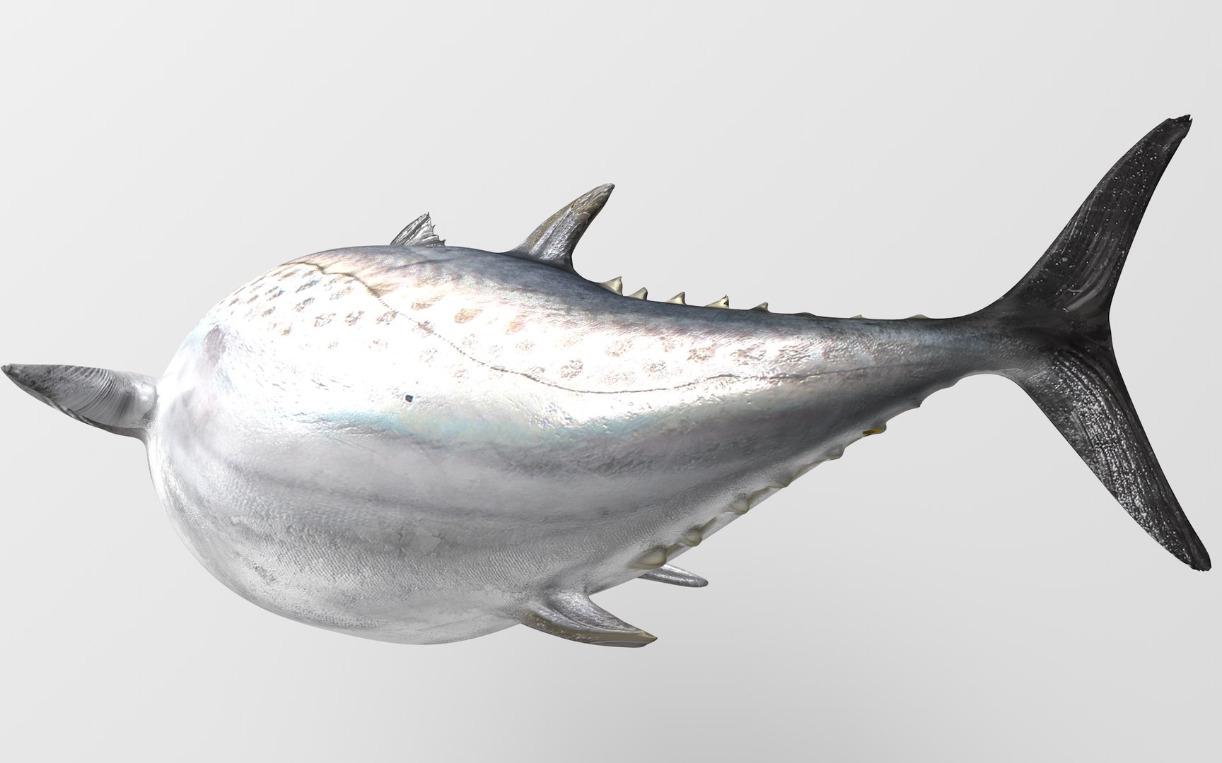 TUNA FISH Rigged  L1892 3D https://p.turbosquid.com/ts-thumb/U8/A9Wk3H/IP/20_i23_0049/png/1671565162/1920x1080/fit_q87/740027a30a3dfe4d8fc49f47ed9fd98fad938b84/20_i23_0049.jpg