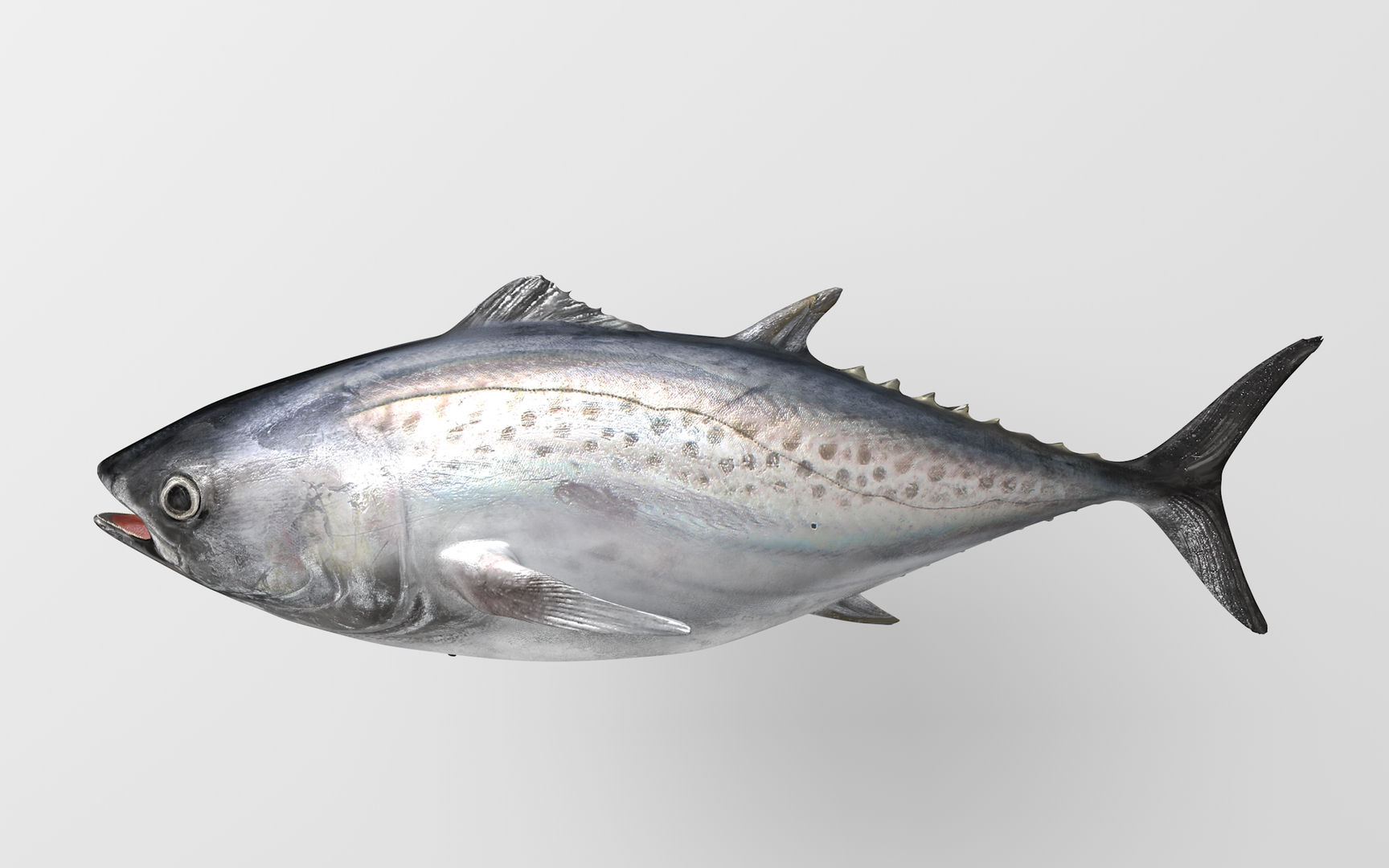 TUNA FISH Rigged  L1892 3D https://p.turbosquid.com/ts-thumb/U8/A9Wk3H/M0/0000/png/1671585665/1920x1080/turn_fit_q99/7e49e977d19580530a953c0fff4eb99b2eb10d3c/0000-1.jpg