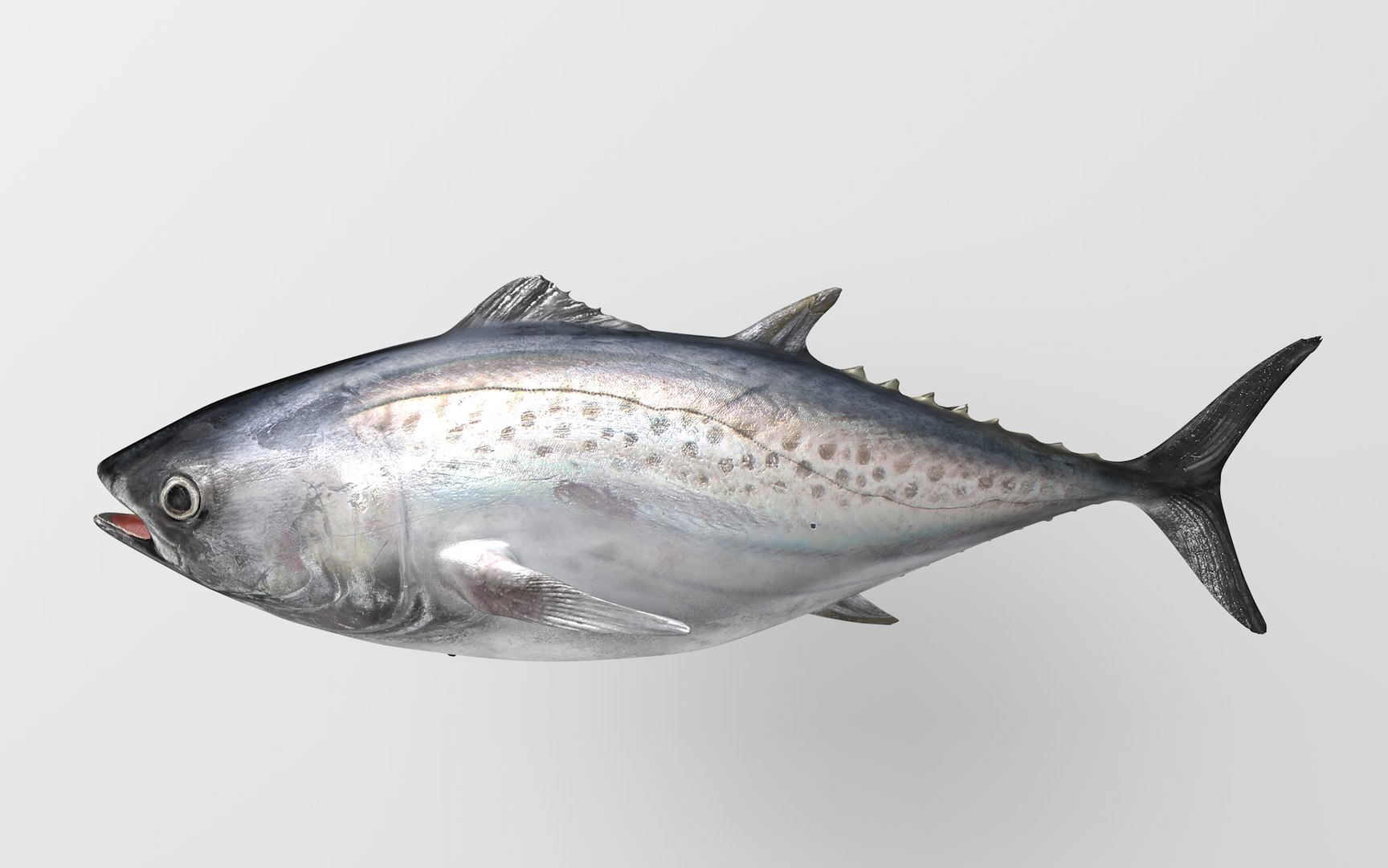 TUNA FISH Rigged  L1892 3D https://p.turbosquid.com/ts-thumb/U8/A9Wk3H/Tf/03_i6_0000/png/1671565136/1920x1080/fit_q87/27942dde372af8037ec8c9ec35c426dff3166f70/03_i6_0000.jpg