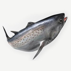 TUNA FISH Rigged  L1892 3D