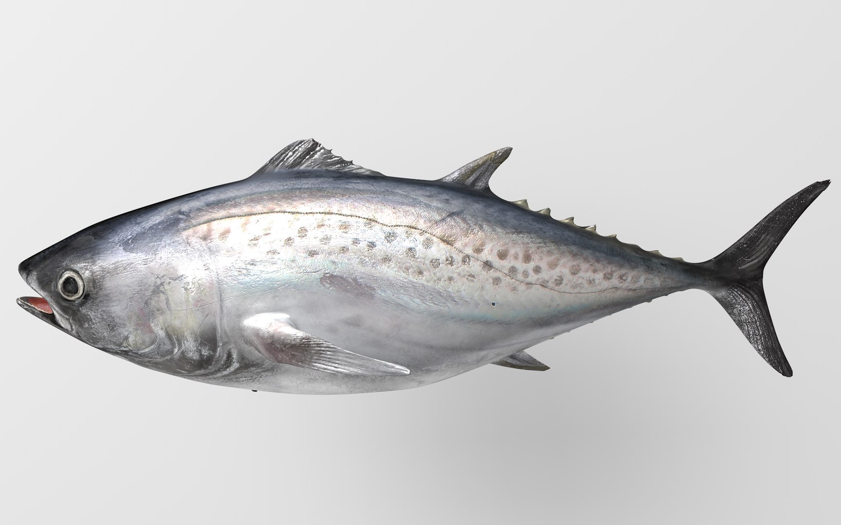 TUNA FISH Rigged  L1892 3D https://p.turbosquid.com/ts-thumb/U8/A9Wk3H/ss/1st0000/png/1671565135/1920x1080/fit_q87/d0735d66a0124de4e4f14c0181d9cb2145ec974b/1st0000.jpg