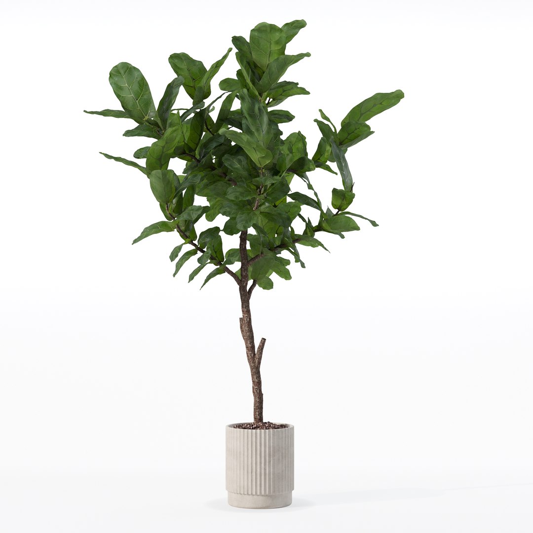 3D Big ficus lyrata in modern flower pot https://p.turbosquid.com/ts-thumb/U8/DSNTJW/0I/80012/jpg/1707211418/1920x1080/fit_q87/874c6d818c5d824f880e7361643d795d2da6e486/80012.jpg