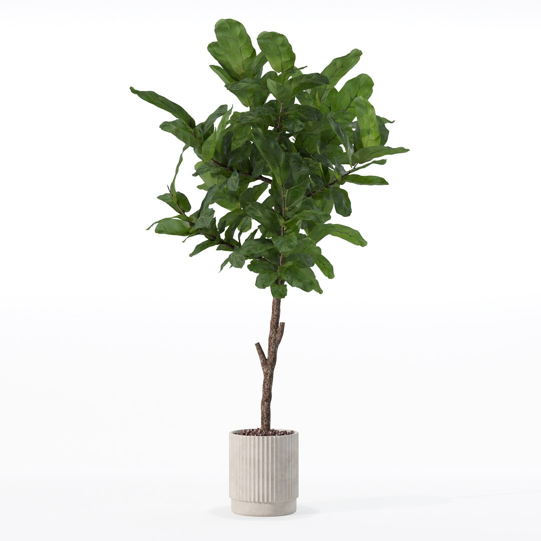 3D Big ficus lyrata in modern flower pot https://p.turbosquid.com/ts-thumb/U8/DSNTJW/0j/80020/jpg/1707211424/1920x1080/fit_q87/6b6938a839acc8e833b09a954aa7b1852213be12/80020.jpg