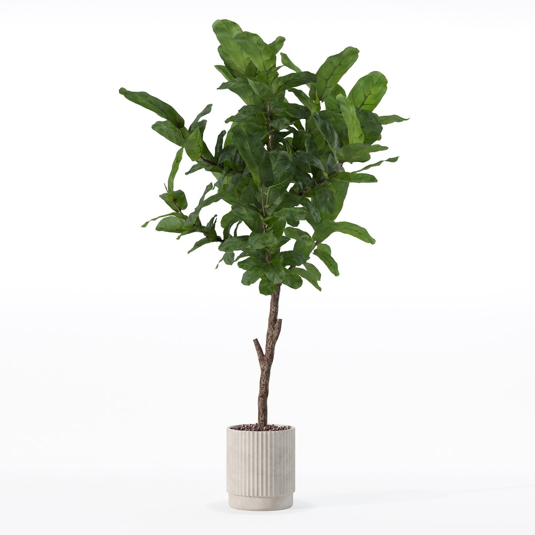 3D Big ficus lyrata in modern flower pot https://p.turbosquid.com/ts-thumb/U8/DSNTJW/4p/80021/jpg/1707211425/1920x1080/fit_q87/482de46324c517bc3b7e98512aab71fca12f8f06/80021.jpg