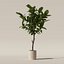 モダンな植木鉢の大きなイチジク リラタ