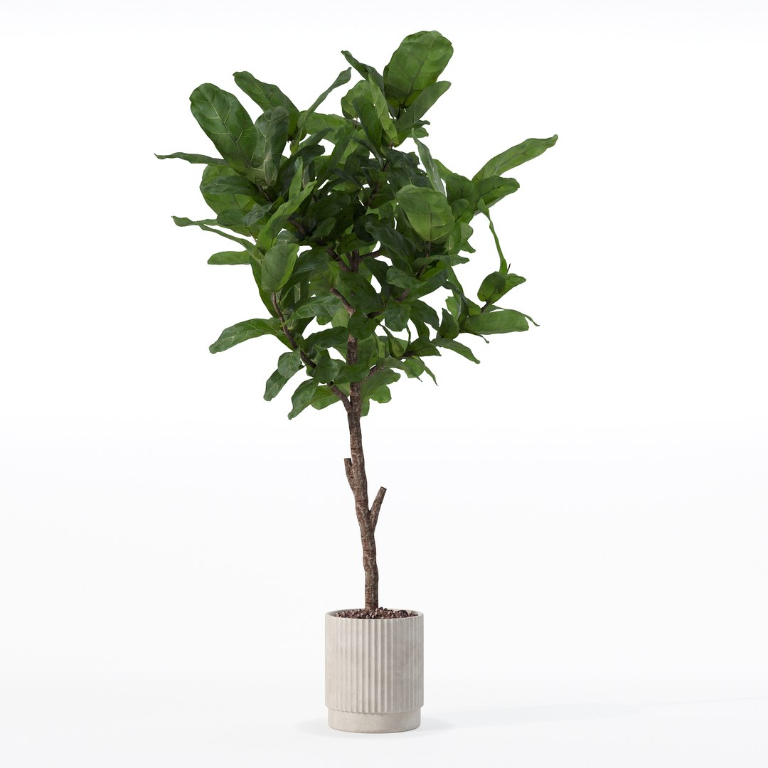 3D Big ficus lyrata in modern flower pot https://p.turbosquid.com/ts-thumb/U8/DSNTJW/Gu/80011/jpg/1707211419/1920x1080/fit_q87/4849fd2b2606a3419042a8f09c7c685657b9a87b/80011.jpg