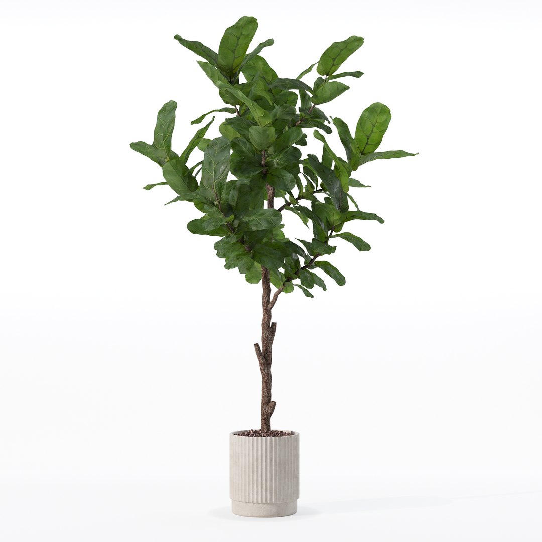 3D Big ficus lyrata in modern flower pot https://p.turbosquid.com/ts-thumb/U8/DSNTJW/M9/80017/jpg/1707211423/1920x1080/fit_q87/7c6150fba02e4fc63980eef2b6813dc6a85d5278/80017.jpg