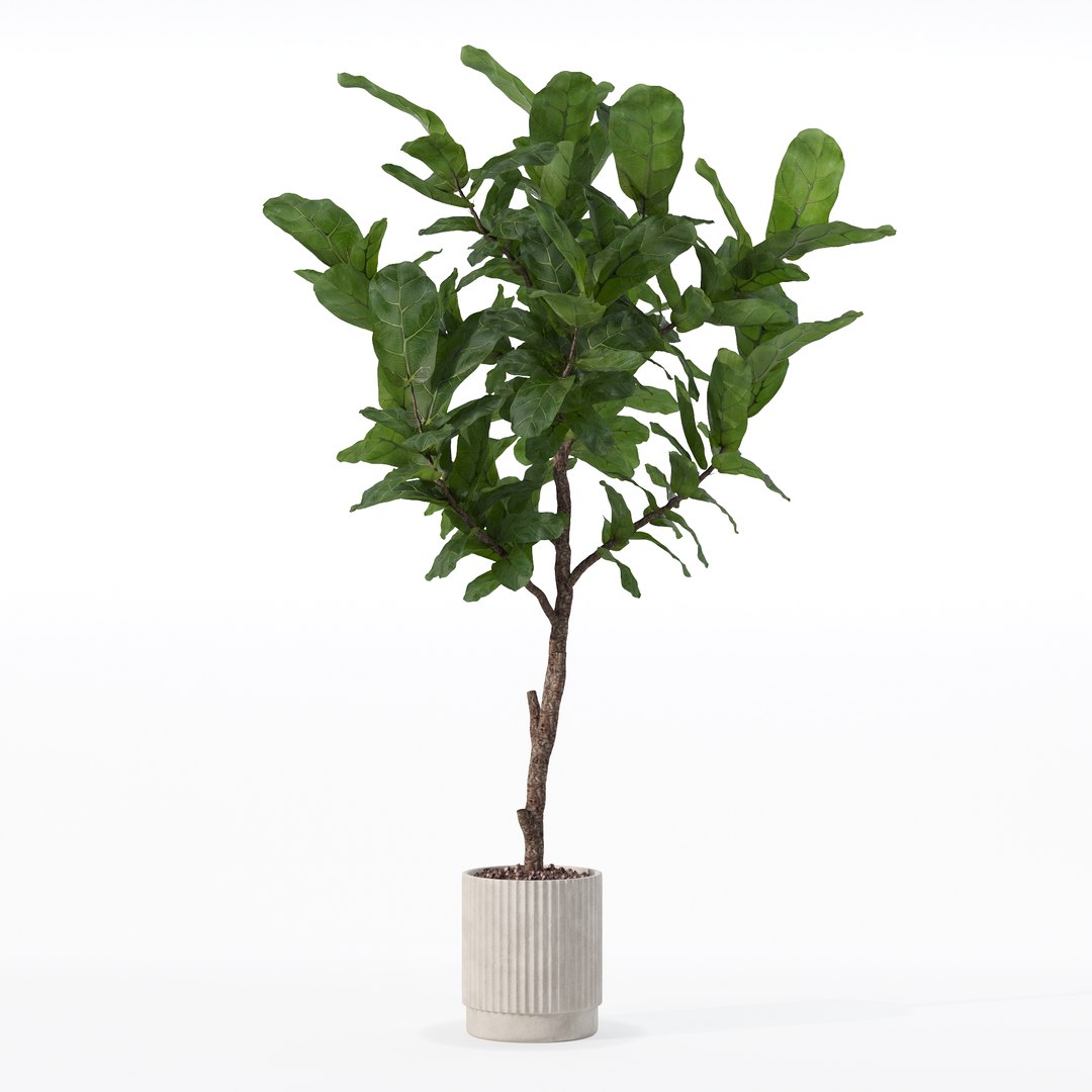 3D Big ficus lyrata in modern flower pot https://p.turbosquid.com/ts-thumb/U8/DSNTJW/NL/80004/jpg/1707211413/1920x1080/fit_q87/cffe4a65795dc57e0389143dadfec523630cc2b0/80004.jpg