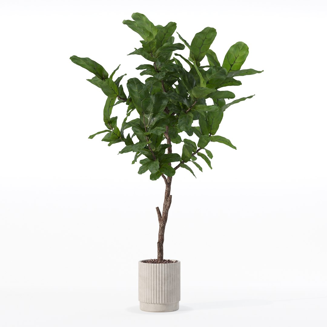 3D Big ficus lyrata in modern flower pot https://p.turbosquid.com/ts-thumb/U8/DSNTJW/PH/80001/jpg/1707211411/1920x1080/fit_q87/2241f33b9b17b4c6bddc586a3934cd11990bd09d/80001.jpg