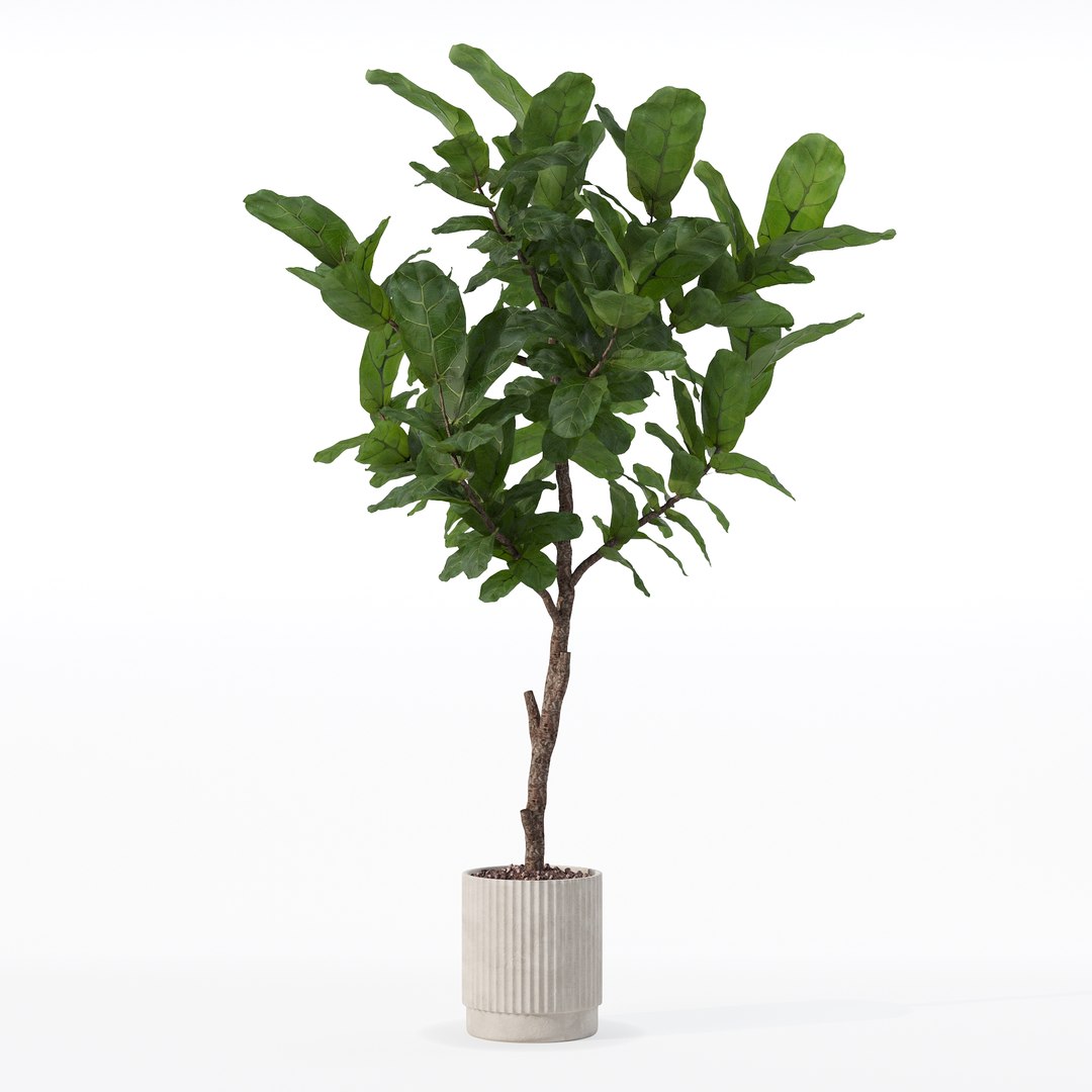 3D Big ficus lyrata in modern flower pot https://p.turbosquid.com/ts-thumb/U8/DSNTJW/T1/80003/jpg/1707211412/1920x1080/fit_q87/d85ef42da704b64117d21f9191b7b5d32e2da01f/80003.jpg