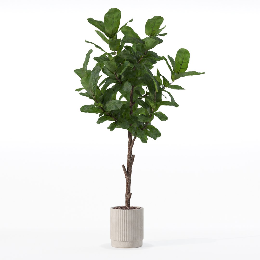 3D Big ficus lyrata in modern flower pot https://p.turbosquid.com/ts-thumb/U8/DSNTJW/ZA/80018/jpg/1707211423/1920x1080/fit_q87/bc796bead67613c5056d4939e7cce06d4cd4650a/80018.jpg