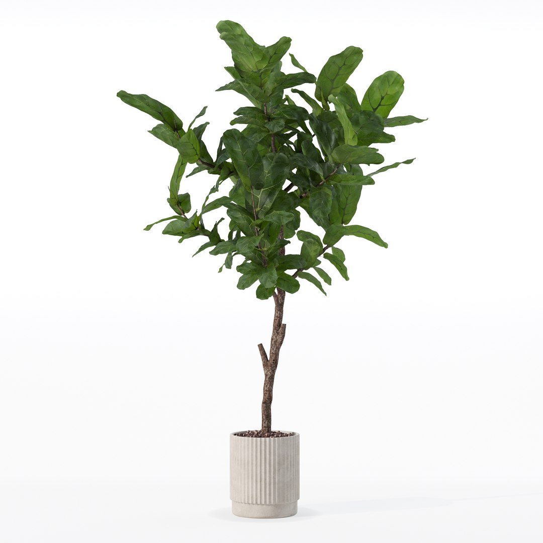 3D Big ficus lyrata in modern flower pot https://p.turbosquid.com/ts-thumb/U8/DSNTJW/md/80022/jpg/1707211426/1920x1080/fit_q87/9756618768df101dd455b189712cb618708a51e7/80022.jpg