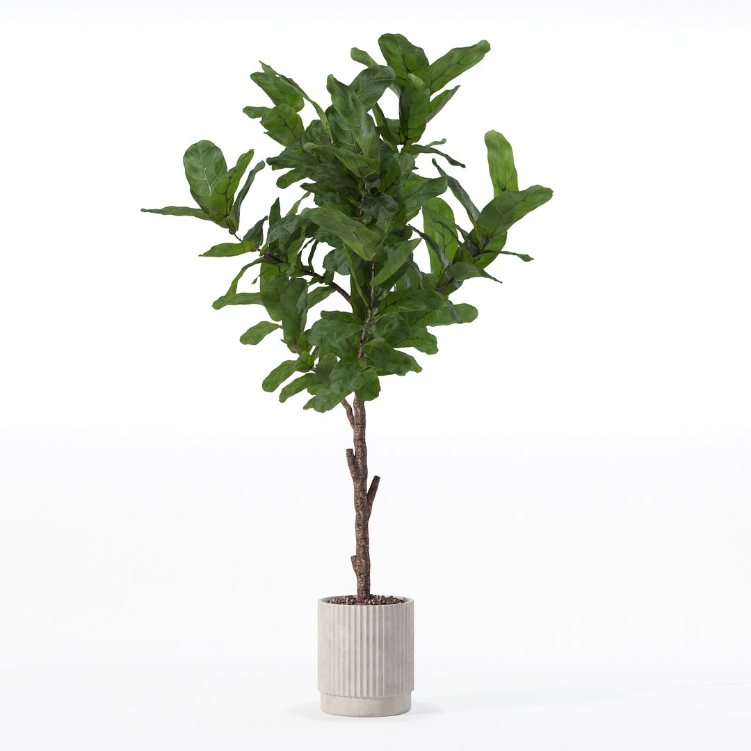 3D Big ficus lyrata in modern flower pot https://p.turbosquid.com/ts-thumb/U8/DSNTJW/nP/80009/jpg/1707211416/1920x1080/fit_q87/0c122fc894d5d5c455ea22b0c4d7650794193d00/80009.jpg
