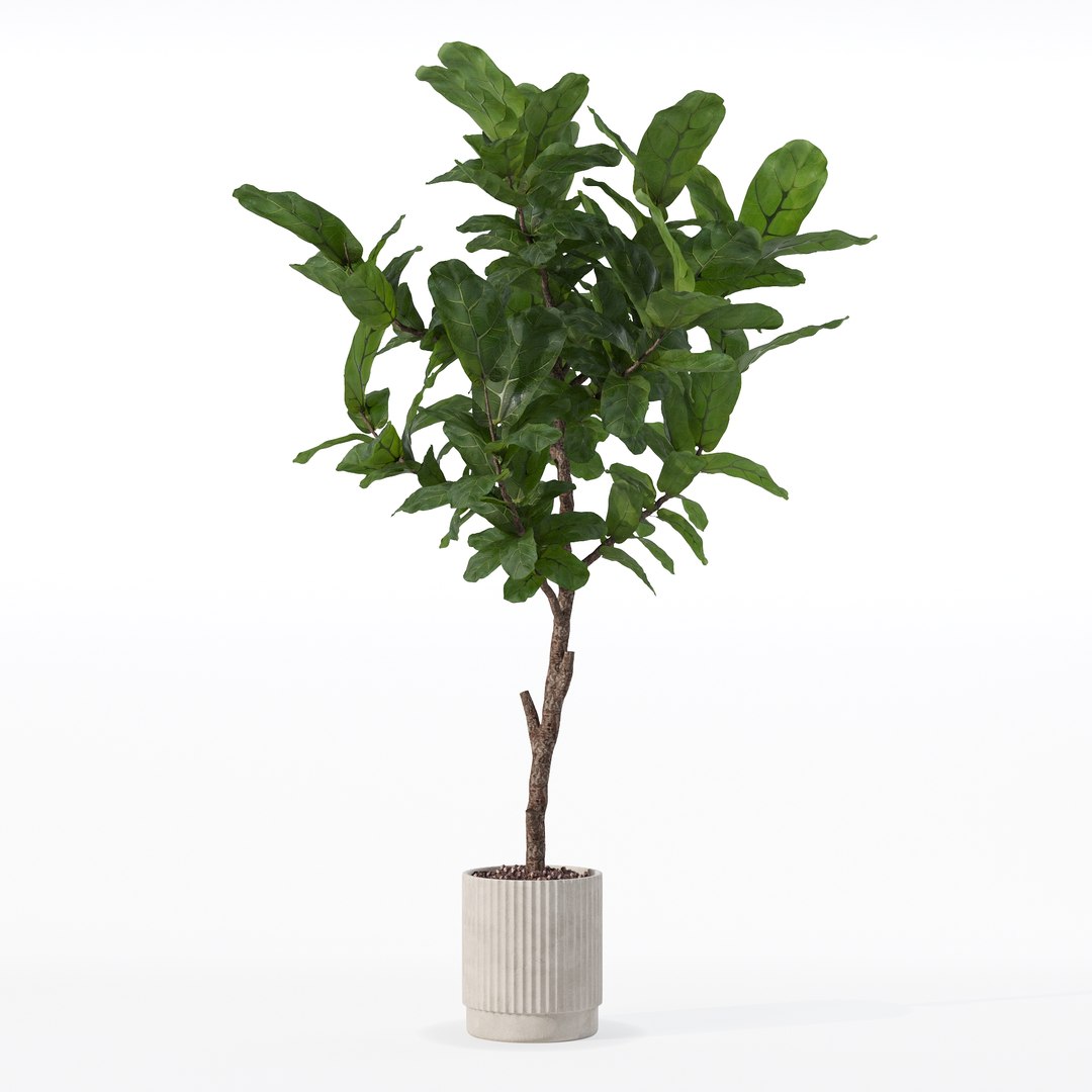 3D Big ficus lyrata in modern flower pot https://p.turbosquid.com/ts-thumb/U8/DSNTJW/ng/80024/jpg/1707211409/1920x1080/fit_q87/db48afbcaf4bba182344aca27e1cb07aed69c0bb/80024.jpg