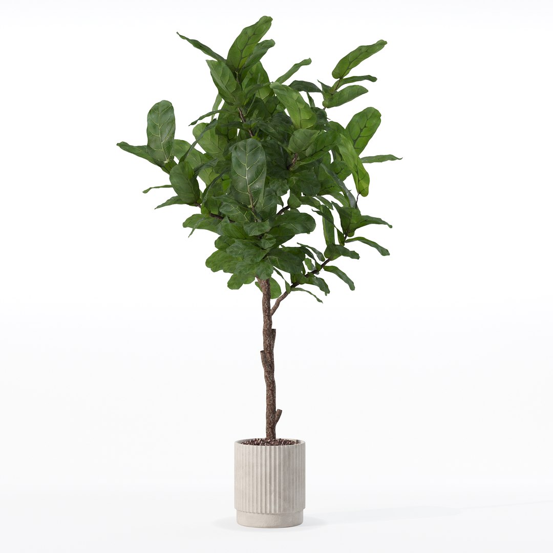 3D Big ficus lyrata in modern flower pot https://p.turbosquid.com/ts-thumb/U8/DSNTJW/pi/80016/jpg/1707211421/1920x1080/fit_q87/35b6d2430239652ed3fd4cc4fb18806cacab4914/80016.jpg