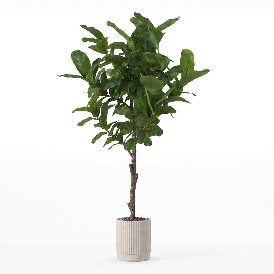 3D Big ficus lyrata in modern flower pot https://p.turbosquid.com/ts-thumb/U8/DSNTJW/tA/80008/jpg/1707211416/1920x1080/fit_q87/679a29dc451a72d8a85ec1f72d7d2361e7bb3bf8/80008.jpg
