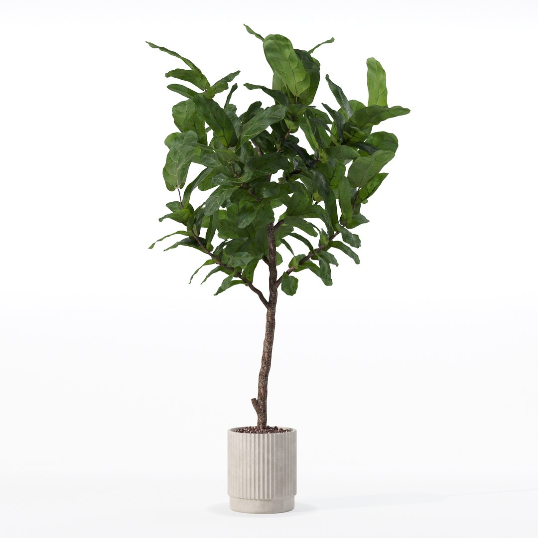 3D Big ficus lyrata in modern flower pot https://p.turbosquid.com/ts-thumb/U8/DSNTJW/uE/80006/jpg/1707211414/1920x1080/fit_q87/924eeaeb33184f47fbc0e9b9283991347ea3afa4/80006.jpg