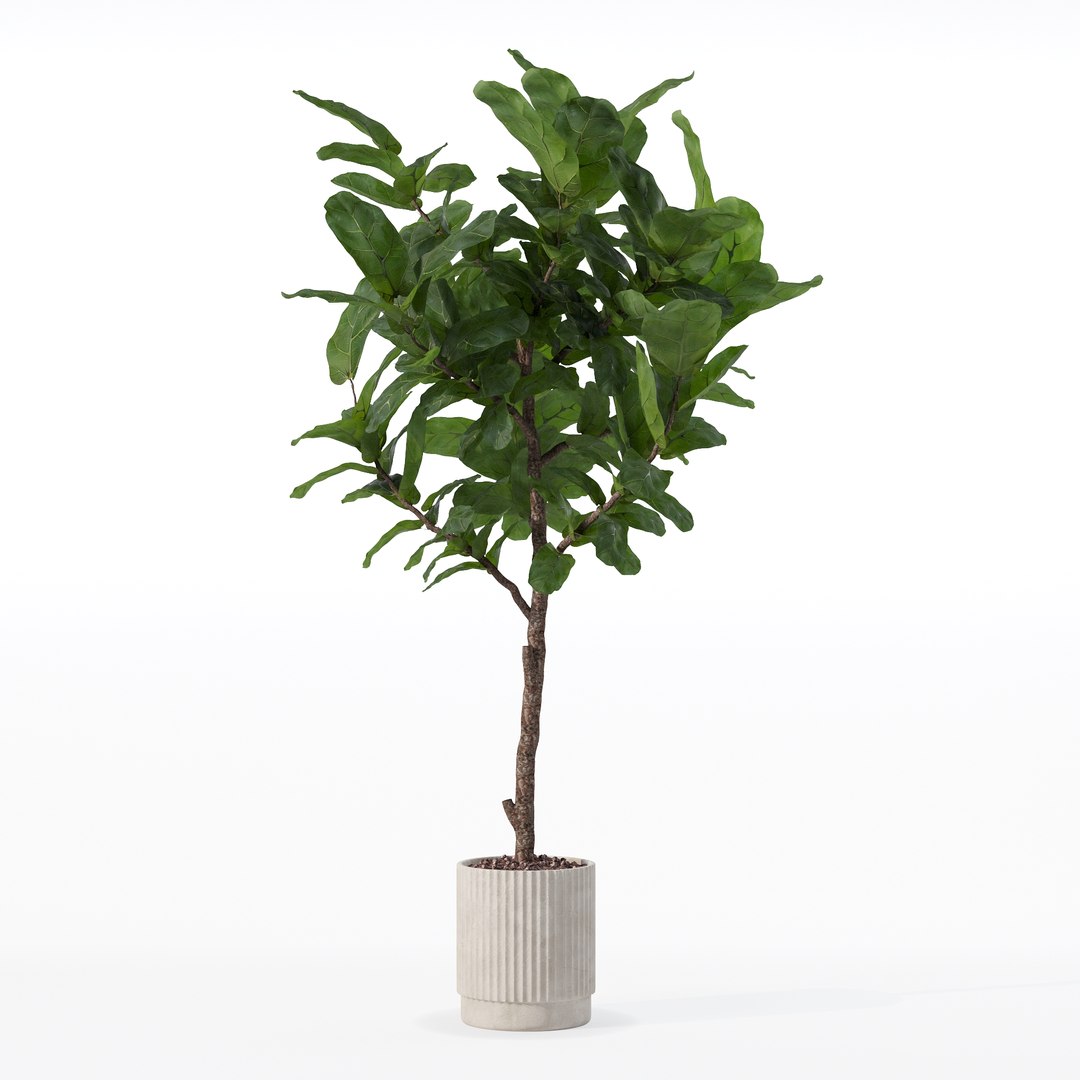 3D Big ficus lyrata in modern flower pot https://p.turbosquid.com/ts-thumb/U8/DSNTJW/yJ/80007/jpg/1707211416/1920x1080/fit_q87/f6e3d90ea40f342928194896562315fe5b6b27d8/80007.jpg