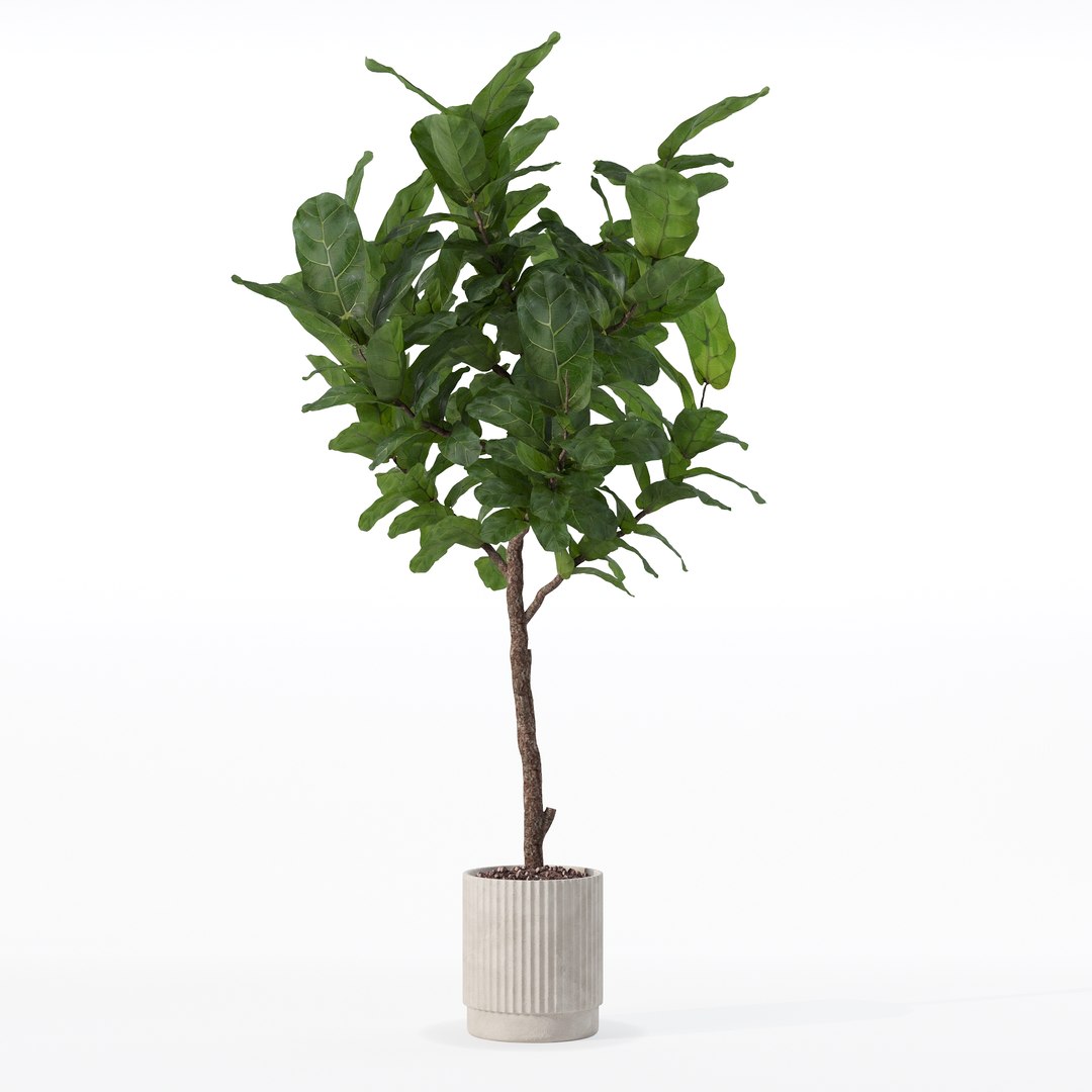 3D Big ficus lyrata in modern flower pot https://p.turbosquid.com/ts-thumb/U8/DSNTJW/yL/80015/jpg/1707211421/1920x1080/fit_q87/384fbac75c631caf120981baa902c6d3b653758b/80015.jpg