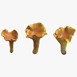 Cantharellus Cibarius Mushroom Low Poly 3D