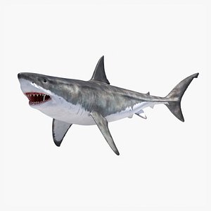 Great White Shark Rigged